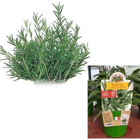 1 PIANTA DI ROSMARINO ITALIANO VASO 14CM ORTOMIO MASTERCHEF AROMATICHE