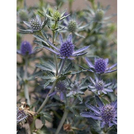 Chardon bleu, Panicaut à feuilles planes 'Blue Hobbit' Godet de 8/9 cm (1/5)