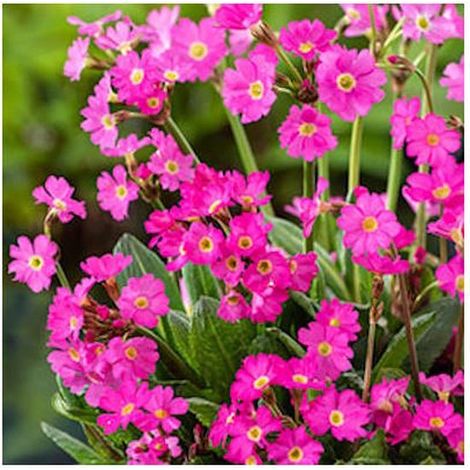 Primula Rosea Primevère rouge En pot de 9CM