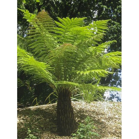 Fougère arborescente 4L/5L – Hauteur de tronc 10/15 cm – Exposition soleil/mi-ombre – Plante décorative pour serres tropicales