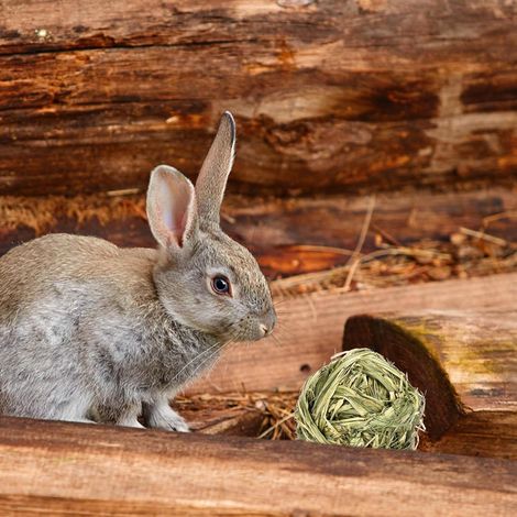 Jouets à mâcher pour Petits Animaux Jouets d'Lapin pour Animaux Compagnie tissés en Naturelle,Friandises à ronger pour Lapins Cobayes Chinchilla Bunny Grincement des (1/4)