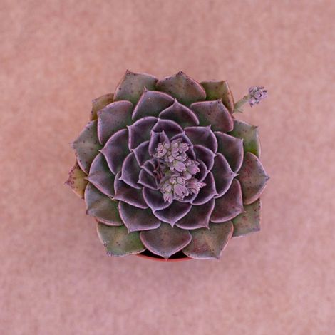 Graptopetalum Vaso 8 – Pianta Grassa Ornamentale da Collezione (1/4)