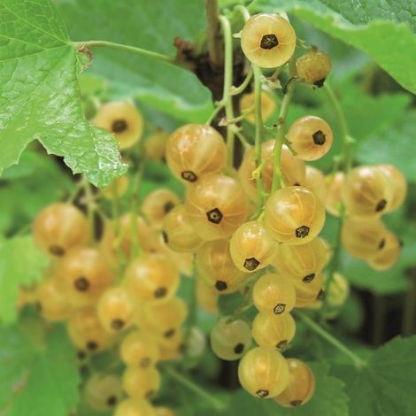 PIANTA DI RIBES in vaso 16/18 ( foto reali)-BIANCO