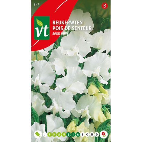 Pois De Senteur Royal White - Ca. 3 gr (Livraison Gratuite) (1/2)
