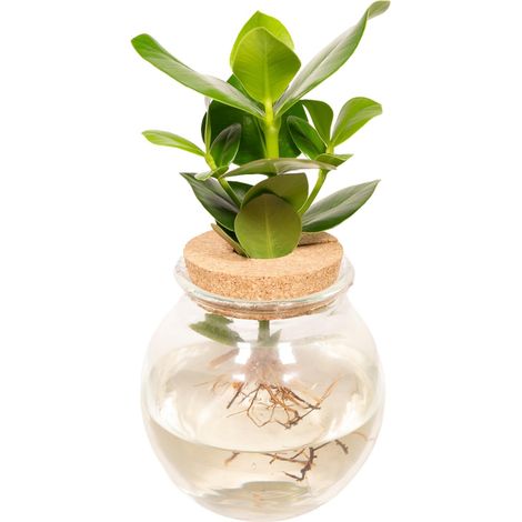 Plante Verte Clusia en Hydroponie dans Bol en Verre et Bouchon Liège Ø12 cm Hauteur 30 cm - PANGIVO (1/4)