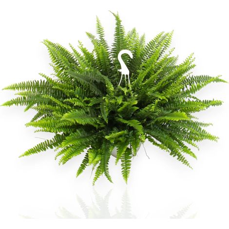 Gardenaria Nephrolepis exaltata 'Sonata' - Pianta da interno ornamentale - Altezza: 55 cm (vaso 19) (1/5)