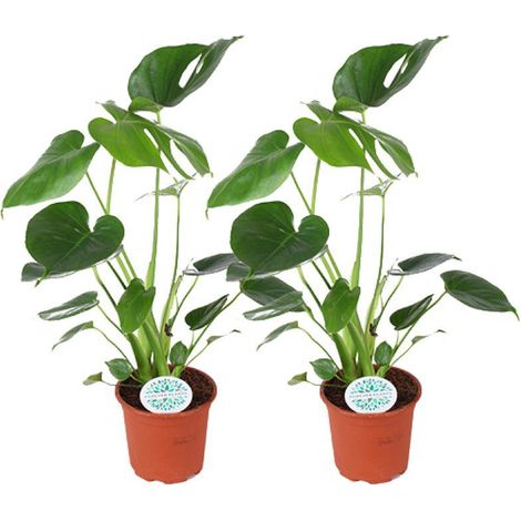 Monstera Deliciosa Plante d’Intérieur Feuillage Tropical Décoratif Lot de 2 Pots Ø14 cm Hauteur 45 cm - PANGIVO