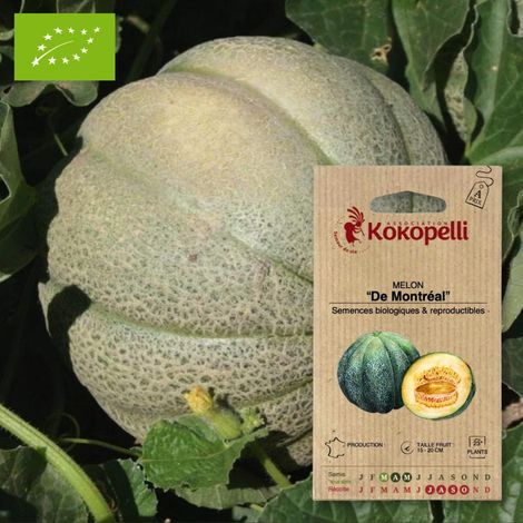 Melon De Montréal- Graines bio à semer (1/2)