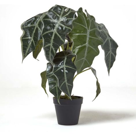 HOMESCAPES Amazonica Elephant Ear Plant in Pot, 50 cm Tall (1/5)