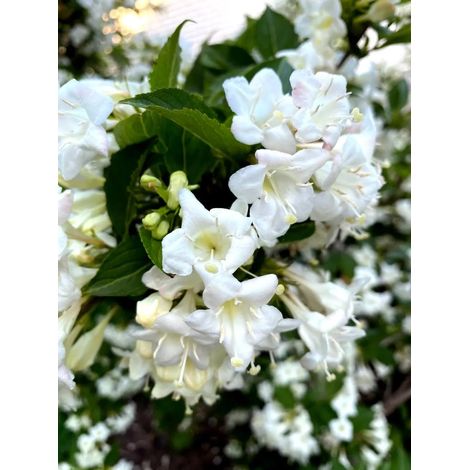 Gardenaria Weigela 'Snowflake' - Arbusto ornamentale da giardino - Altezza: 40/50 cm (vaso18) (1/2)