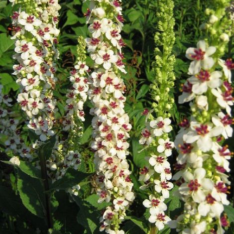 4 x Molène de Chaix  - Verbascum chaixii 'Album'  - godet 9x9 cm (1/4)