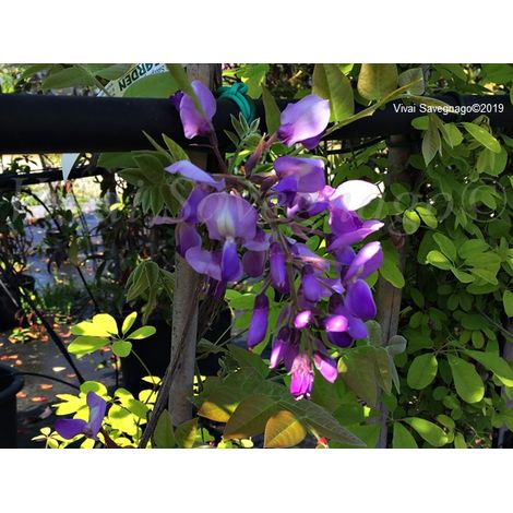 Wisteria brachybotrys ‘Iko Yama Fuji’ GLICINE colore viola carico (1/4)