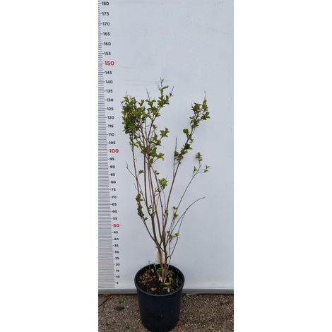 PIANTA DI LAGERSTROEMIA INDICA IN VASO 26 H 120 (foto reali) MIRTO CRESPO