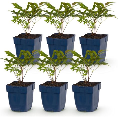 Astilbe Fanal Plume du Japon Plante Vivace d'Ombre Fleurs Rouges Lot de 6 Pots 11cm - PANGIVO (1/5)