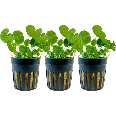 Aquarium Pflanze 3 Stück Hydrocotyle leucocephala Wasserpflanze Topf Nr.339L Set