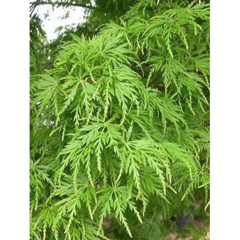 Érable du Japon 'Seiryu' Pot de 3L/4L