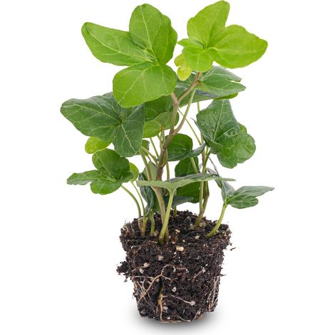Lierre Commun Hedera helix Plante d'Intérieur et Terrarium Feuillage Vert Persistant Pot Ø 6 cm - PANGIVO (1/2)