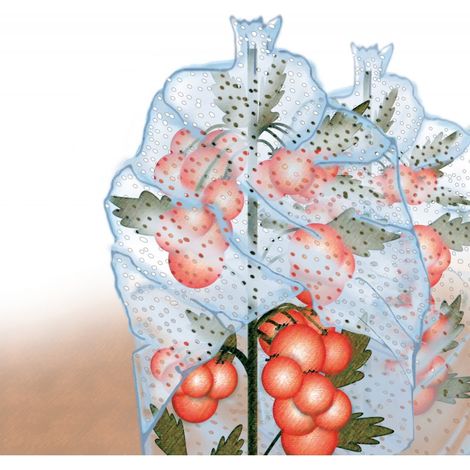 Protegge Pomodoro 20 Micron 0,65X10M, Trasparente