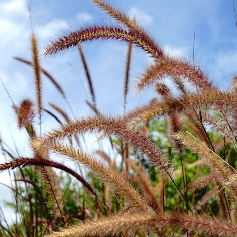 Herbe aux écouvillons Viridescens' - Pennisetum alopecuroides Viridescens' pot 3L (1/2)