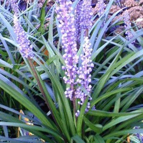 4 x Liriope muscari 'Ingwersen' - godet 9x9 cm