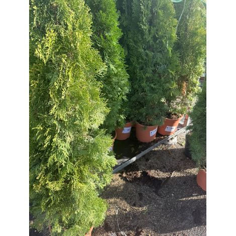 thuja occidentalis smaragd cesp 27 (foto reali)
