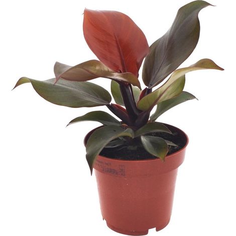 Philodendron Imperial Red Plante d’Intérieur Feuillage Rouge 12 cm x 25 cm - PANGIVO (1/4)