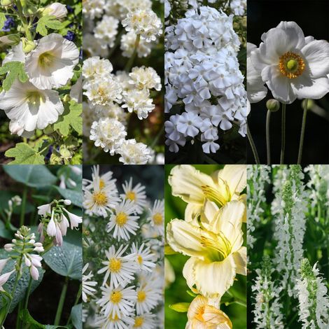 Kit 8 Plantes Vivaces Fleurs Blanches pour Bordure Jardin 1 m2 Pots 11 cm Entretien Facile - PANGIVO (1/5)