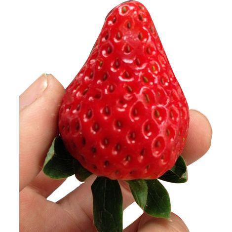100 graines de fraises géantes rouges sucrées pour l'intérieur, l'extérieur, le balcon et le jardin. (1/3)