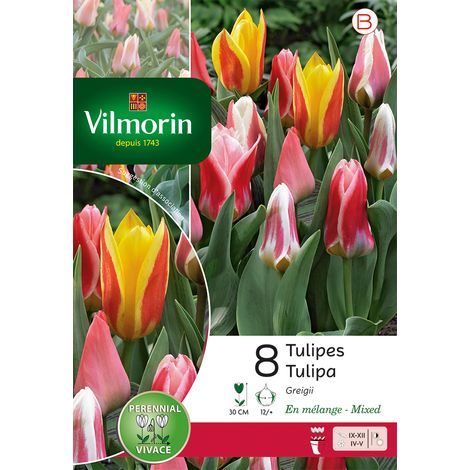 Vilmorin Tulipe Greigii en Mélange (x8) (1/3)