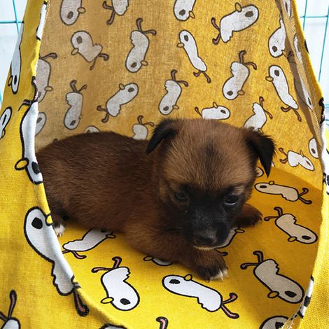 Hamac pour animaux de compagnie multifonctionnel, grand espace, doux, confortable, innovant et mignon, hamac pour chat d'intérieur, petit canard jaune M (1/3)