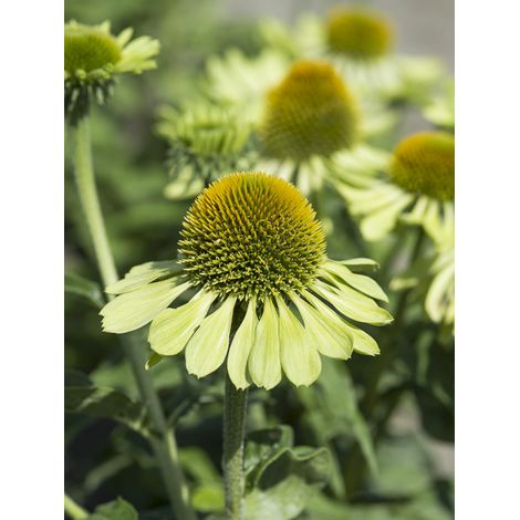 Rudbeckia pourpre 'Alan's Pride' le sachet de 20 graines (0,1g) (1/2)