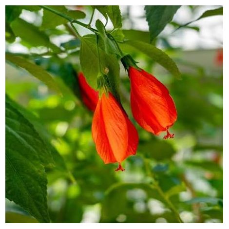 2 cuttings - Malvaviscus arboreus (Turk's cap (mallow))  red