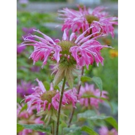 Monarde 'Melissa' Godet de 8/9 cm