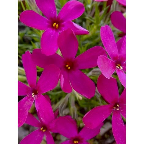 Phlox nain 'Ochsenblut' Godet de 8/9 cm (1/2)