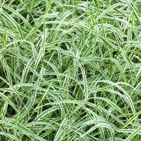 Laîche de Morrow - Carex morrowii pot 3L