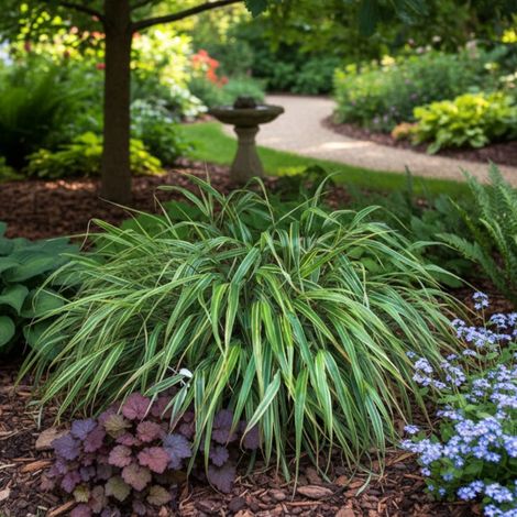 Herbe du Japon Albostriata, Hakonechloa/Godet - 5/20 cm