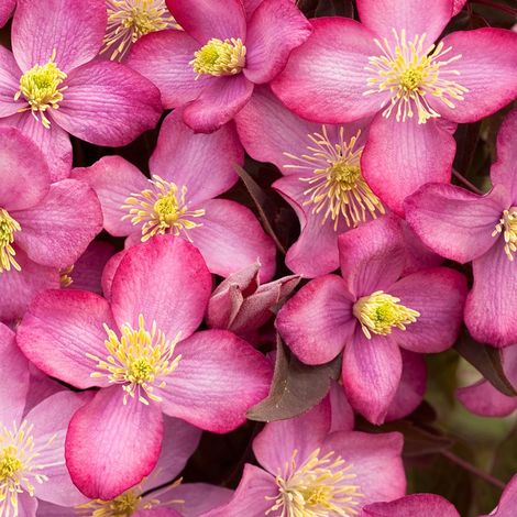Clématite  - Clematis montana 'Freda'  - 50-60 cm pot