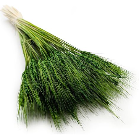 Triticale essiccato - Verde bottiglia
