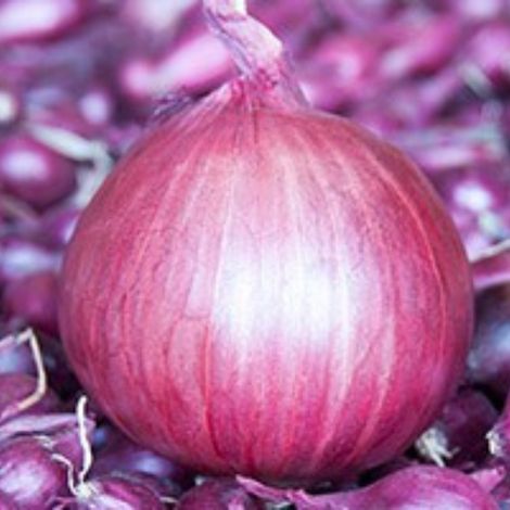 Rouge d'Hiver bulbes Oignons a repiquer 500 gr (1/4)