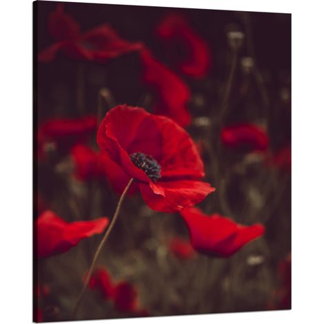 Lienzo impreso "Botánica: Amapolas Rojas" 80x100 cm