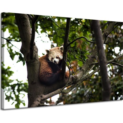 Lienzo impreso con diseño de panda rojo (120x80 pulgadas)
