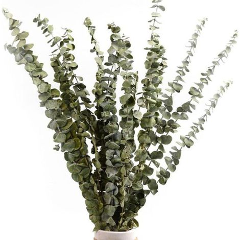 Eucalyptus Séché - Bouquet Naturel de 40 à 60 cm - Décoration Intérieure Salon Chambre Couloir Salle de Bain - Lot de 12 à 14 Tiges (1/5)