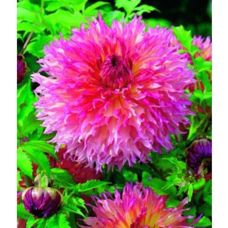 DAHLIA DÉCORATIF PINELAND PRINCESS - LE BULBE - DAHLIA DÉCORATIF PINELAND PRINCESS - LE BULBE
