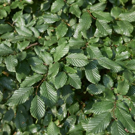 Charme commun, Charmille - Carpinus betulus 60cm Racines nues (1/4)