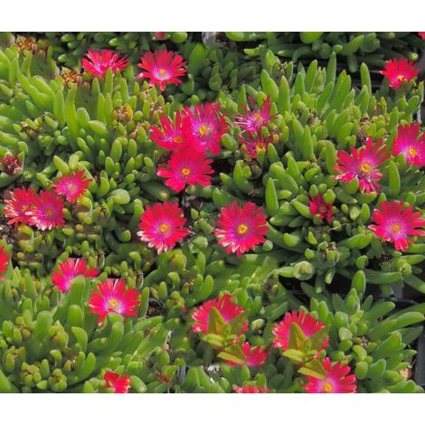 DELOSPERMA MESEMBRYANTHEMUM VASO 12/13CM FUCSIA