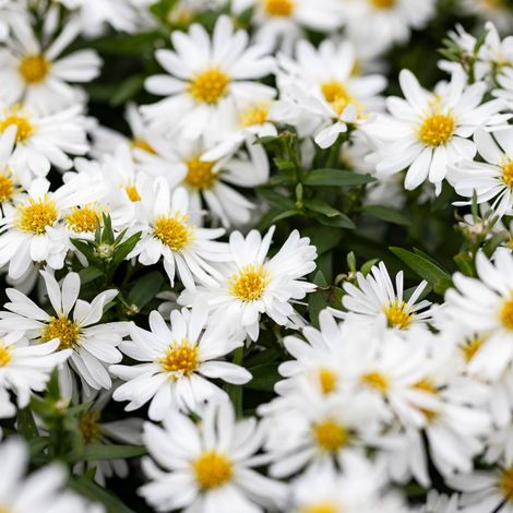 1 PIANTA DI ASTER STARLETTA BIANCO IN VASO DA 10CM, DA ESTERNO, PERENNE, PIANTE DA BALCONE (1/2)