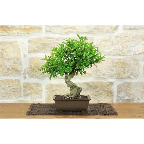 Bonsai di Melograno giapponese "Nejikan" (27) (1/5)