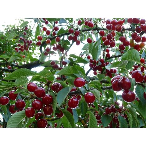 Vivaio Garden Forest – Plante de cerisier amarena – Arbre à fleurs blanches – Fruits rouges juteux – Hauteur 2 à 8m – Adaptée à tous les sols ensoleillés (1/3)