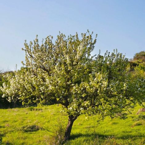 Pépinières Naudet – Poirier à feuilles d'amandier (Pyrus spinosa) – Arbre fruitier rustique – Fleurs blanches printanières – Résistant aux sols pauvres