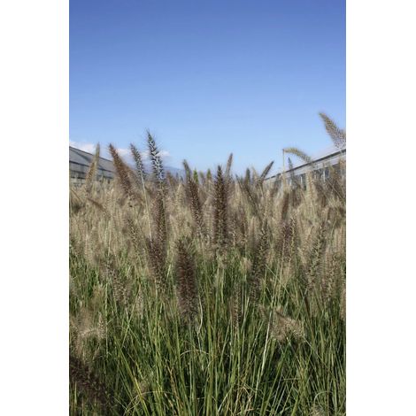 Gardenaria Pennisetum alopecuroides 'Moudry' - Graminacea ornamentale da esterno - Altezza: 40 cm (vaso 17) (1/4)